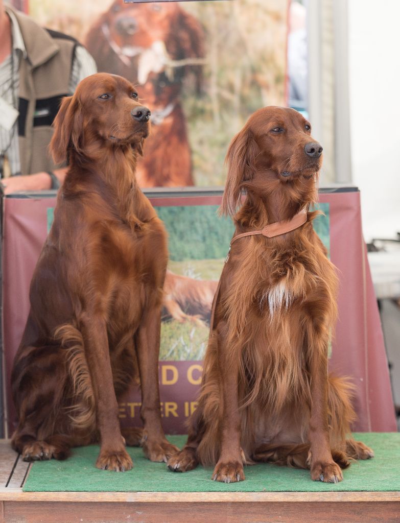 De La Fougue En Plaine - Game fair 2019