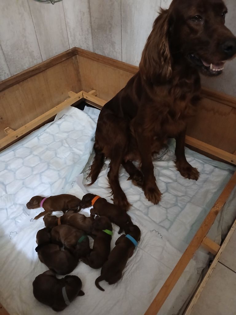 chiot Setter irlandais rouge De La Fougue En Plaine