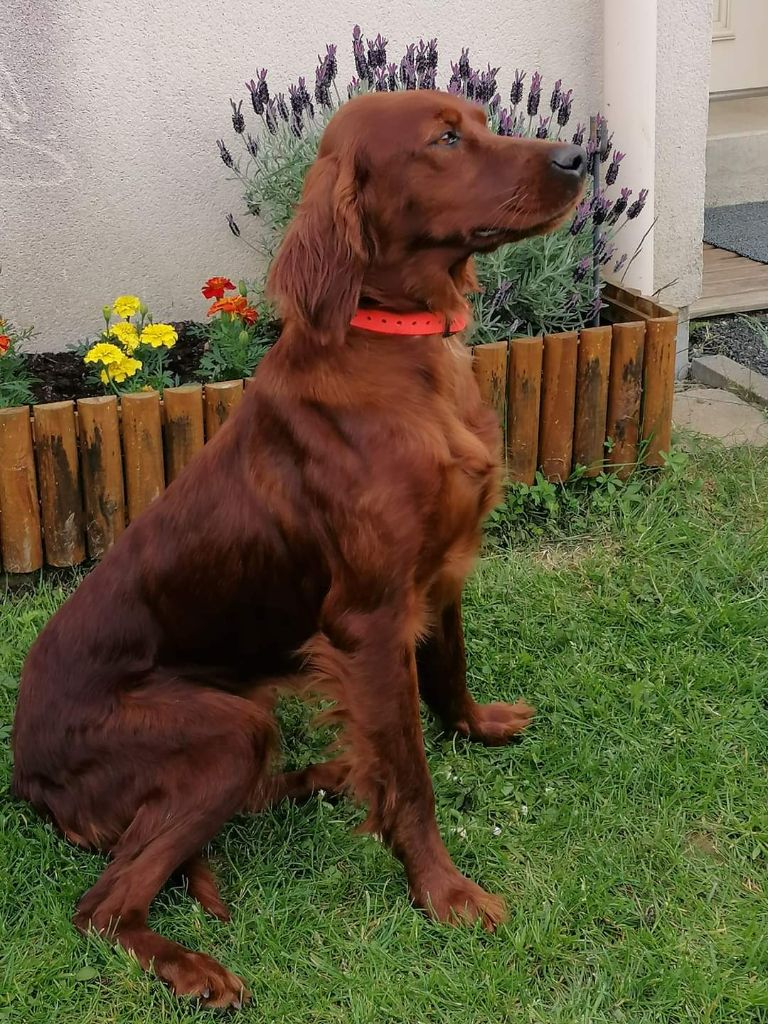 N'apache De La Fougue En Plaine