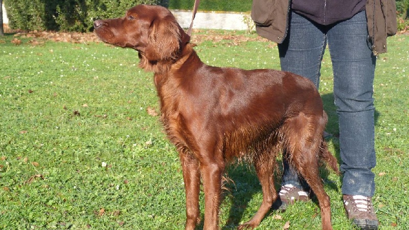 Ginja