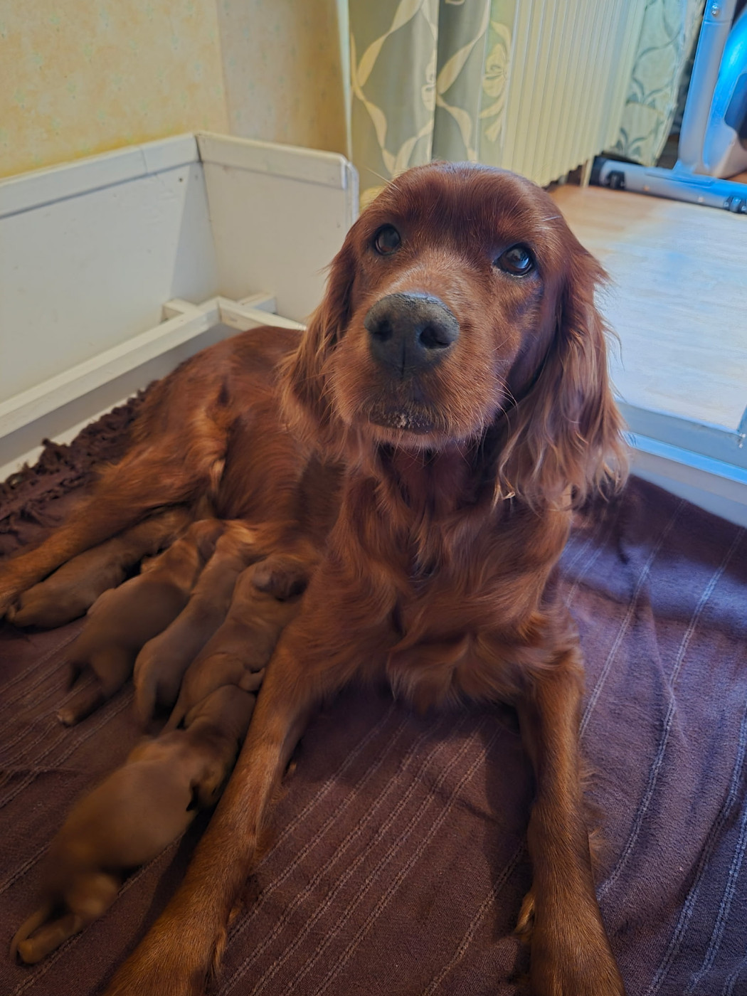 De La Fougue En Plaine - Setter irlandais rouge - Portée née le 18/01/2026